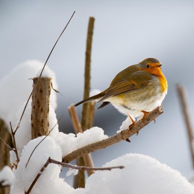 シングルマザーでも起業できますか