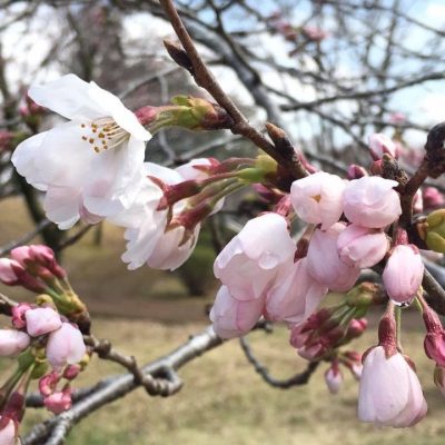 春欄間！ 桜咲く4月、スタートの季節です