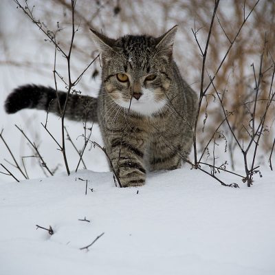 貴社は、テナントとレンタルオフィス、どちらを選択しますか