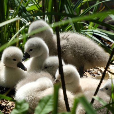 ４月に起業が多い理由はなんでしょうか